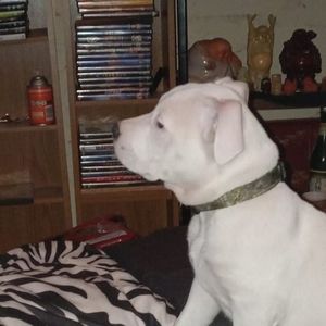 Meet your Posher, Candie